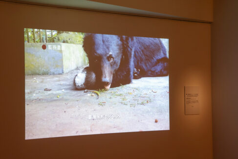 一隻臺灣黑熊之死——711 / 568 的人間記事 When Worlds Collide: A Formosan Black Bear’s Deadly Dance with Civilization
